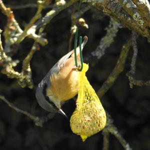 Wood Nuthatch