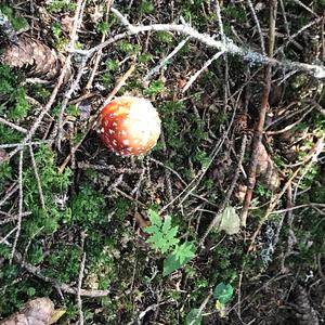 Fly Agaric