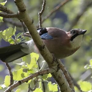 Eurasian Jay