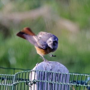 Common Redstart