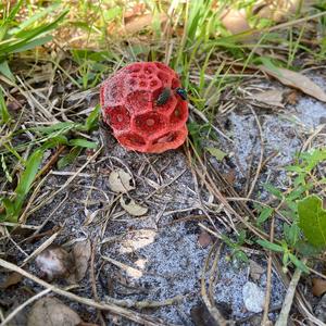 Red Cage Fungus