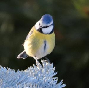 Blue Tit