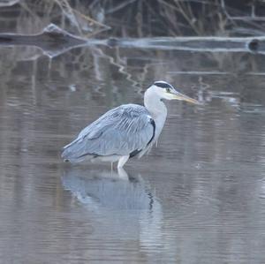 Grey Heron