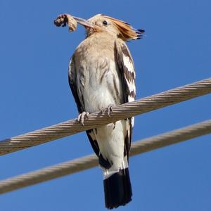 Eurasian Hoopoe