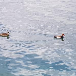 Red-crested Pochard