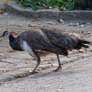 Indian Peafowl