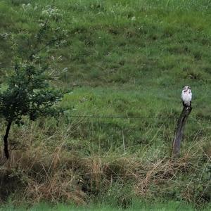 Common Buzzard