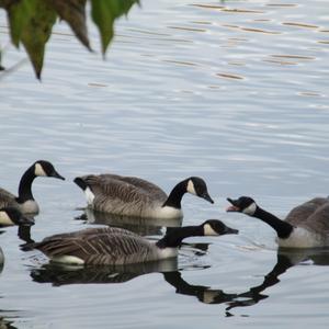 Canada Goose