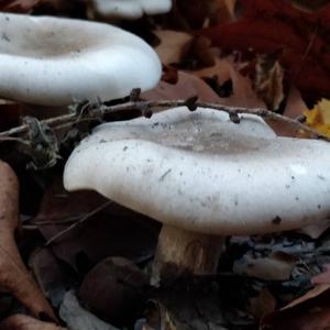 Cloudy Clitocybe