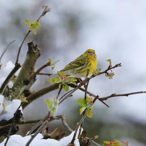 Eurasian Siskin