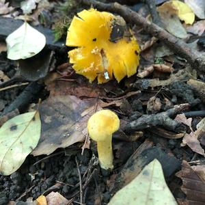 Chanterelle, Common