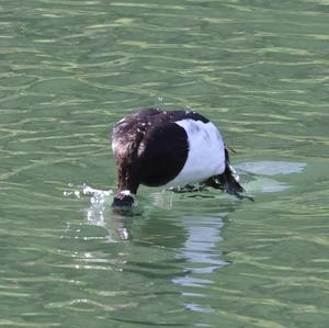 Tufted Duck