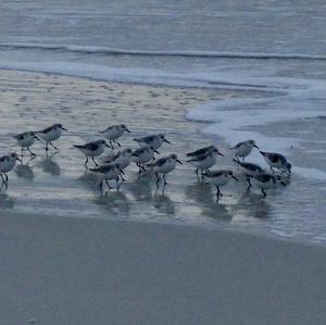 Sanderling