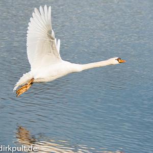 Mute Swan