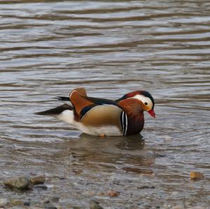 Mandarin Duck