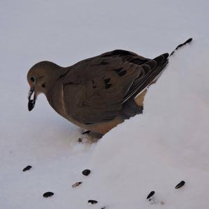 Mourning Dove