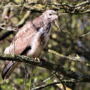 Mäusebussard