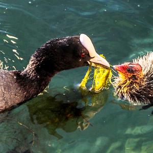 Common Coot