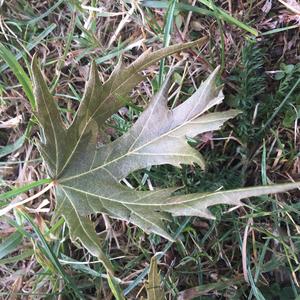 Silver Maple 