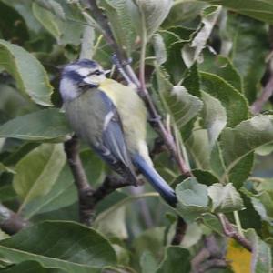 Blue Tit