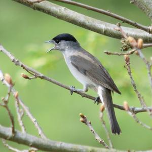 Blackcap