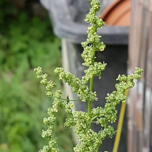 White Goosefoot