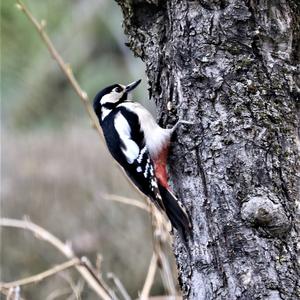 Great Spotted Woodpecker