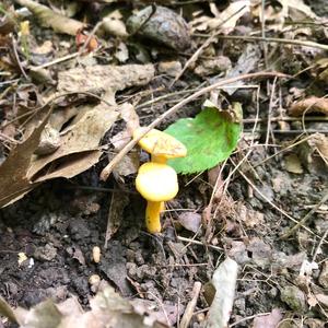 Chanterelle, Common