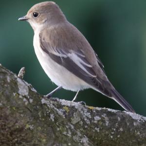 European Pied Flycatcher