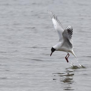 Black-headed Gull