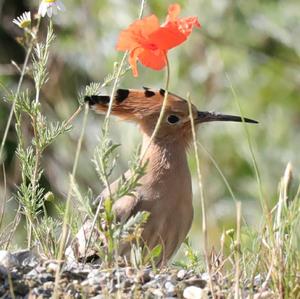 Eurasian Hoopoe