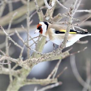 European Goldfinch