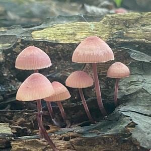 Bleeding Mycena