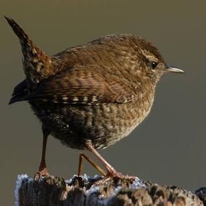 Winter Wren