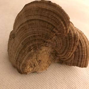 Gill Polypore