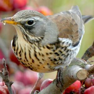 Fieldfare