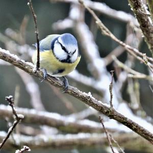 Blue Tit