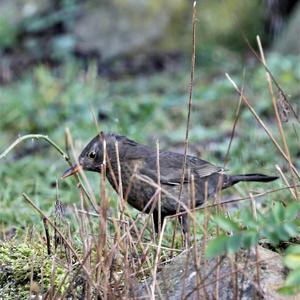 Eurasian Blackbird