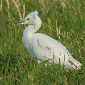 Cattle Egret