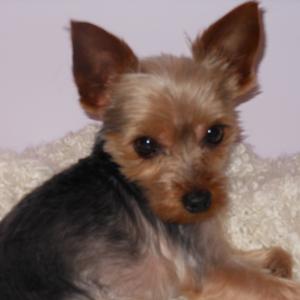 Yorkshire Terrier