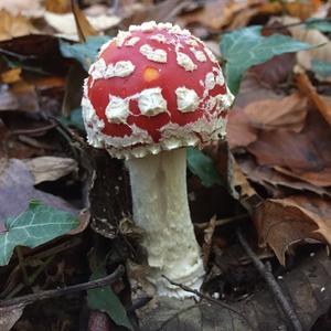 Fly Agaric