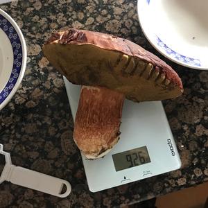 King Bolete