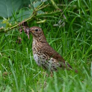 Song Thrush