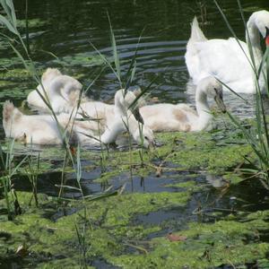 Mute Swan