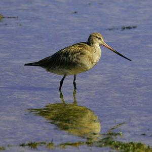 Bar-tailed Godwit