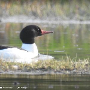 Common Merganser