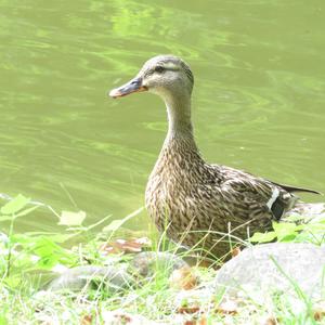 Mallard