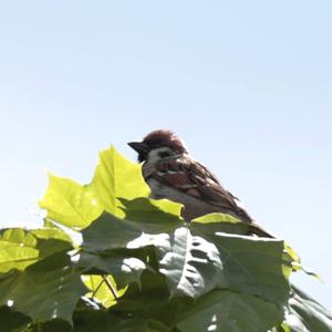 Eurasian Tree Sparrow