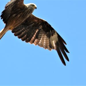 Red Kite