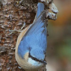 Wood Nuthatch